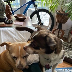 Meet your Posher, Cindy